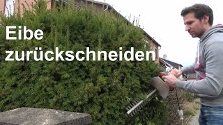 Eibe schneiden Taxus baccata zurückschneiden Rückschnitt Eiben schneiden [upl. by Beaner]