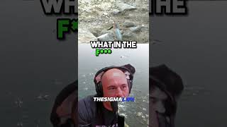 300 IQ Bird Using Bread to Bait Fish  JRE joerogan jre animalshorts [upl. by Perkin]