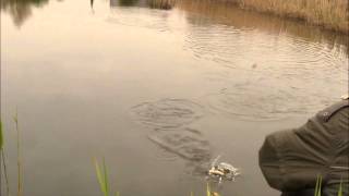 Fishing catching roach and rudd with macaroni Pike attacks hooked fish 4 times [upl. by Elfont762]