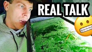 Floating Aquarium Duckweed Care [upl. by Anoyet]