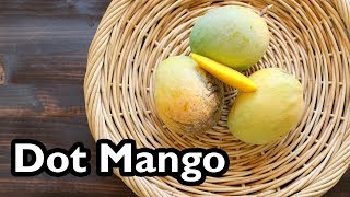 Truly Tropical Mango Varieties Dot [upl. by Leila]