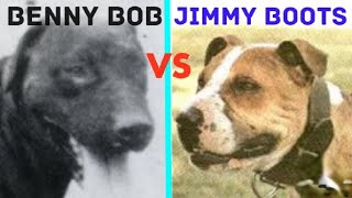 Classic Match Benny Bob vs Jimmy Boots apbt dogtalk apbthistory gamedog sportingdogs [upl. by Nylanaj]