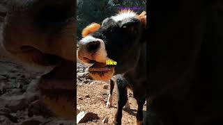 Why Do Cows Have 4 Stomachs 🐄  MindBlowing Fact facts shorts [upl. by Sheya]