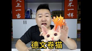 156元網購的超高顏值德文卷毛貓，會收到什么？這也太丑了吧 網購日常 德文貓 貓咪 [upl. by Paten]