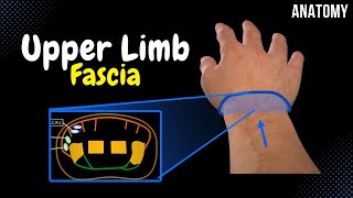 Fascia of the Shoulder Arm Forearm and Hand Septa Compartments Sheath [upl. by Locklin]