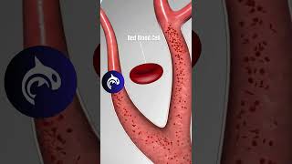 The Left Side of Your Heart See how it pumps oxygenrich blood to every organ in 3D Animation [upl. by Nylssej]