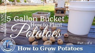 How to Grow Potatoes in a 5 Gallon Bucket Part 1 of 2 [upl. by Odrahcir]