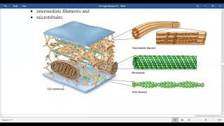 Cytoskeleton structure Microtubles Microfilaments intermediate filaments and their functions [upl. by Griselda872]