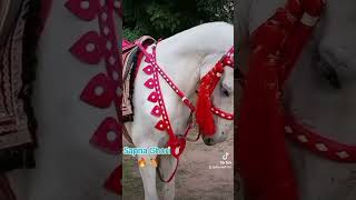 Sapna Ghori  Edit  Singer Zeeshan rokhrii Sapna Ghori 🔥🐴  horse zeeshanrokhri Ridderhorse [upl. by Sirmons]