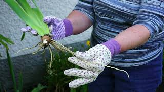 Howto video on Iris dividing and replanting [upl. by Ahsiuq187]