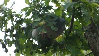 Wood pigeon trying to eat an acorn [upl. by Shannon]