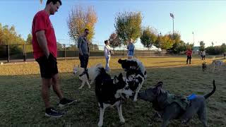 Dog Park TV the Dog Zone was packed with different pups and of course the usual suspects [upl. by Aknaib231]