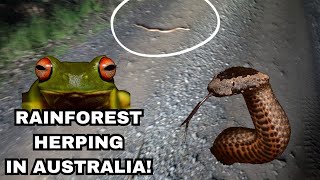 Night herping the Rainforest in Australia [upl. by Enivid543]