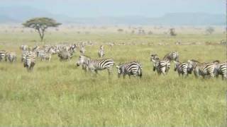 Thousands of Zebras [upl. by Latrena104]