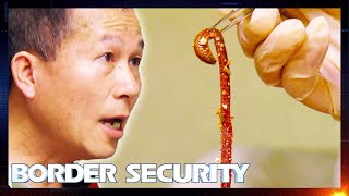 150g Of Live Worms Found In Bag Can Get Fisherman Prosecuted 🪱🤢  S10 E7  Border Security Australia [upl. by Ricky]