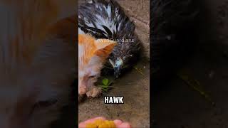 Hawk Protects Kitten in Stunning Rescue [upl. by Yleoj740]