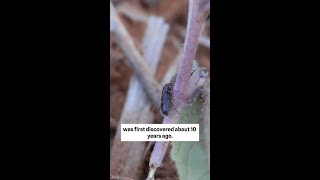 Dongara weevil A newly named pest in WA’s northern grainbelt [upl. by Ardnayek]