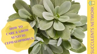 How To Grow amp Care For Senecio Cephalophorus [upl. by Nirrek]