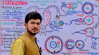 Fertilization class 12 MDCAT Biology How fertilization occurs in Humans Spermovum interactions [upl. by Anna-Maria115]