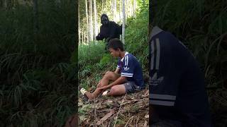 Gorillas save humans gorilla shorts outdoors wildlife [upl. by Mackintosh]