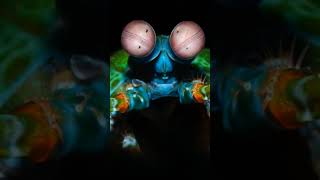 The mantis shrimp marinelife predetor [upl. by Aseela]