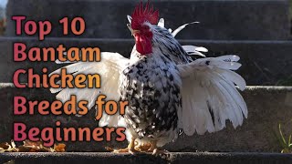 Top 10 Bantam Chicken Breeds for Beginners [upl. by Perkoff]