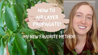 How To Air Layer Propagate Plants  Umbrella Tree  Schefflera Cutting Update [upl. by Demakis]