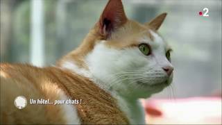 Le meilleur endroit pour faire garder son chat Le Jardin des Chats [upl. by Yulma184]