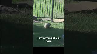 How does a woodchuck run [upl. by Gnni155]