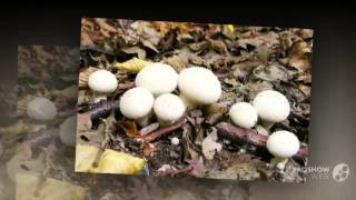 Lycoperdon gemmatum  fungi kingdom [upl. by Alleyne831]