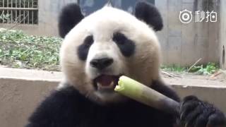 Adorable Giant Panda Eating Bamboo Shoots true ASMR video [upl. by Akiemehs]