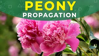 PEONY PROPAGATION  CARE FOR THE PLANT REJUVENATION [upl. by Javler]