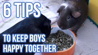 6 Tips to Keep Male Guinea Pigs Happily Living Together [upl. by Housum928]