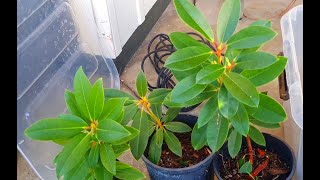 Rhododendron cuttings  1 year growth [upl. by Jarred516]