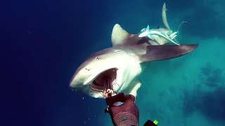 Woman Killed by Shark While Snorkeling on Vacation [upl. by Navarro85]