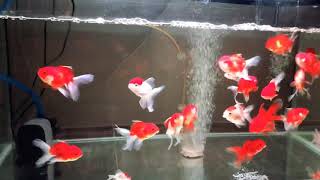 my Goldfish in 3 feet tank [upl. by Attenat]