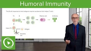 TDependent TIndependent Antigens and Class Switching Humoral Immunity – Immunology  Lecturio [upl. by Odnanreh]