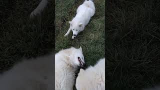 Cute Samoyed barking competition dogshorts samoyedclub [upl. by Agee]