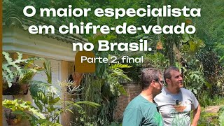 O MAIOR especialista em Chifredeveado no Brasil O Sr Platycerium Parte 2 [upl. by Ki]