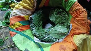 KOLKATA PAAN WHOLESALE 📞 9126960752  KWA MANA  BETEL LEAF  SWEET BEEDA FOR MANIPUR  पान होलसेल [upl. by Moira905]