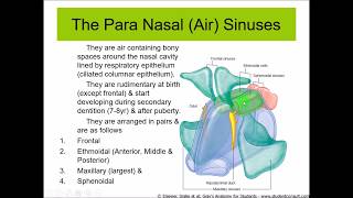 Anatomy of the PARANASAL AIR SINUSES  Dr Yusuf [upl. by Beekman671]