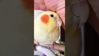 Cutest Moments ✨🥰 cockatielscraze birdscharm [upl. by Ingmar820]