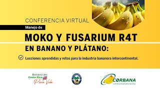 Manejo de Moko y Fusarium R4T en banano y plátano lecciones aprendidas y retos [upl. by Ennael]