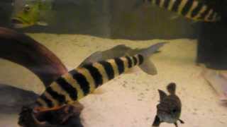 Leporinus fasciatus 35 cm [upl. by Bhatt]