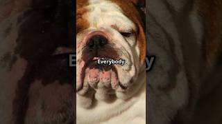 Amazing facts about Bulldogs petlovers pet doglover dog dogs bulldog animals puppy shorts [upl. by Adaline]