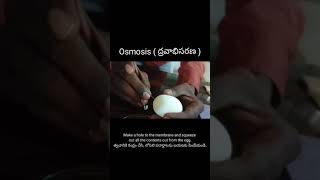 Osmosis experiment with egg 🥚 membrane [upl. by Zug]