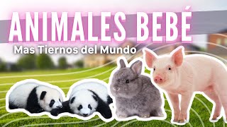 😍 Animales BEBÉS más TIERNOS del mundo 😍 [upl. by Wiseman522]