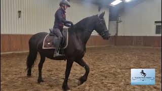 Riding video of Elouisa Full papered Stermare sired by Omer 493 in foal by Kees 531 AAA [upl. by Lowenstern11]