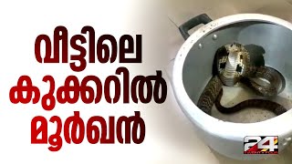 ഇവരെന്നെ കറിയാക്കുമോകോഴിക്കോട് വീട്ടിലെ കുക്കറിൽ ഉഗ്രവിഷമുള്ള മൂർഖൻ പാമ്പ്  Cobra  Snake Video [upl. by Sonstrom]