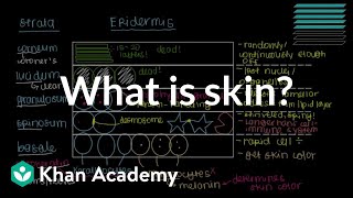 What is skin Epidermis  Integumentary system physiology  NCLEXRN  Khan Academy [upl. by Kosaka63]